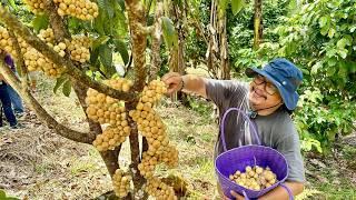 Super Hitik sa Bunga, Pinaka Masarap at Mahal! LANZONES LONG KONG Variety, Must Have sa Inyong FARM