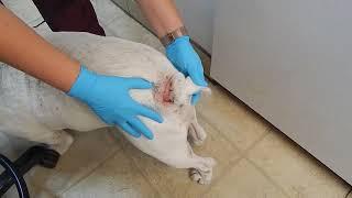 Hidden Secrets  Of Bulldog Infected Tail Dr. Kraemer Vet4Bulldog Bully Specialist