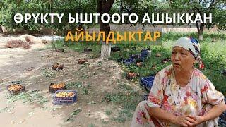 Өрүктү ыштоого ашыккан айылдыктар