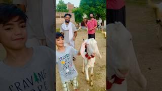 kaya saim qurbani k liy bakra ly pay ga #shorts #bakraeid #bakramandi #ytshorts #trending