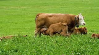 A Cow Nursing her Calf