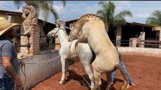 Horse Mating || horse meet up horse horse mating up close #horse #mating