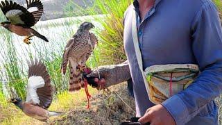 Unbelievable Sparrowhawk Attacks on Myna Birds || Falconry Attack