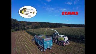 Ensilage Maïs 2024 -Claas Jaguar 970 avec la 12 rangs-ETA TEMPLON