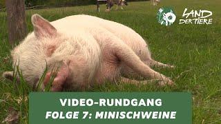 Land der Tiere-Video-Rundgang – Folge 7: Bei den Minischweinen 