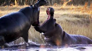 Wütende Flusspferde kämpfen um Weibchen | Nature's Great Events | BBC Earth