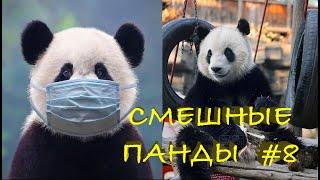 Смешные ПАНДЫ #8 / Лучшие приколы 2021 / Funny PANDA.