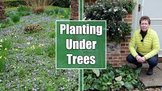 What Should You Plant Under Trees & Shrubs?