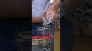 Gaboon Viper Venom Extraction