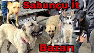 Sabunçu İt Bazarı 24.10.2021