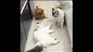 Pomeranian Breaks up Fight