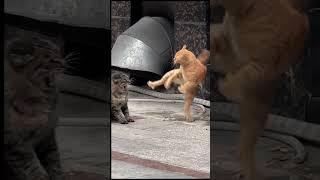 Funny pets #FunnyPets #funnycats #youtubeshorts #youtubeshortskids #Cutecats #.ne, #.ne,ijhnc #ijhn