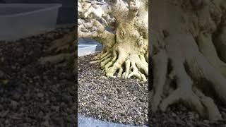 Bonsai juara | bonsai koleksi sultan | koleksi bonsai sultan | Dunia Hobby