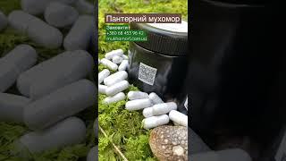 Різниця червоно і пантерного мухомора #мухомор #мухоморы