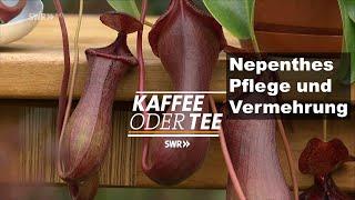 #107 SWR Kaffee oder Tee, Nepenthes Pflegetipps im Herbst