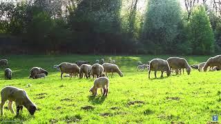 Counting the Sheep – watch & relax!