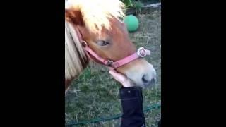 horse oral