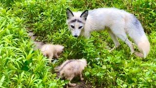 A skinny fox gave birth to her babies in my orchard. The baby foxes are very hungry. 