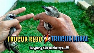 Bagus Mana Trucukan Kebo Atau Trucukan Lokal Terjawab‼️