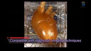 Heart Phantom for Medical Training and R&D