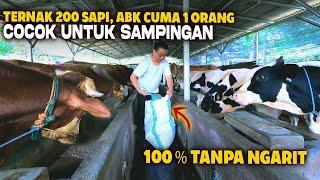 Tips Sukses  Ternak Sapi Tanpa Ngarit Untuk Pemula, GUMILANG FARM