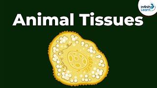 Epithelial | Types of Animal Tissues | Don't Memorise