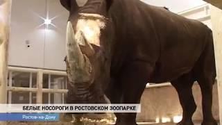 Носороги из Израиля прижились в ростовском зоопарке