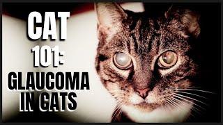 Cat 101: Glaucoma in Cats