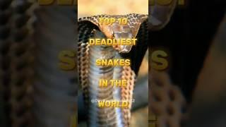 Top 10 deadleast snakes in the world #shorts #snake #top