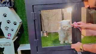 Eid special With Pets Hamza Aslam  Must watch full video love with Animals Eid Mubarak