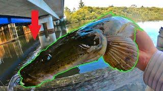 WHAT A Fish! Whiting Flathead - Georges River Fishing