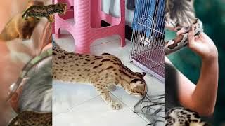 kucing hutan jawa warna exotik