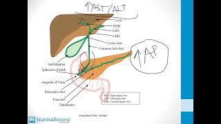 Gastroenterology USMLE Step 1 — Bile — Boards and Beyond