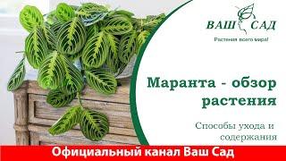 Маранта. Обзор растения и способы ухода. Ваш сад