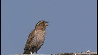 Moineau soulcie - Rock Sparrow - Steinsperling ( Petronia brachydactyla )