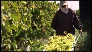 Grape expectations: Delicious California-grown table grapes