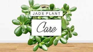 Jade Plant Care  Tips + Tricks For Crassula Ovata And PROPAGATION GUIDE!