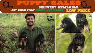 German shepherd puppies for sales | DOG for sales | puppies for sales | Dog kennels in Tamilnadu|