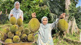 KUTIP DURIAN BATU KURAU DI KEBUN BAPAK POKOK DURIAN RATUSAN TAHUN ️