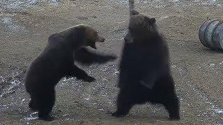 Mama bear fights off larger male bear to protect her cub