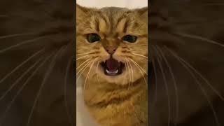 Cute Cat Playing #funnycats #cutecats #cutecat #animals #babycat