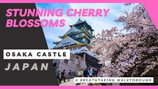 Cherry Blossom Season at Osaka Castle - A Breathtaking Walkthrough | Spring JAPAN 2023 | 4K