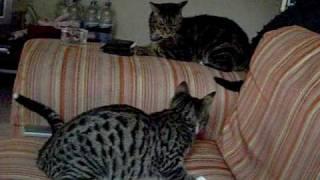 Bengal. Archie The Bengal Mau Playing With Max On The Couch