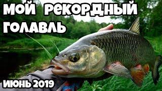 Трофейный голавль малых рек, часть 2, июнь 2019