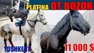 Ot bozor PLATINA narxlari TOSHKENT | Bo'stonliq chorva bozori