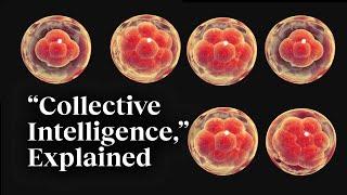 The beauty of collective intelligence, explained by a developmental biologist | Michael Levin