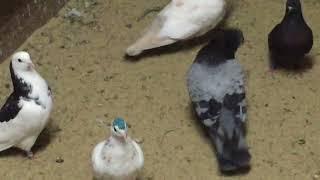 #Pigeons.Продолжение как приучить новых голубей.