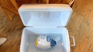 How to Quickly Thaw a Frozen Turkey