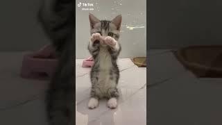 cuki macskás videó tiktok cute cat video