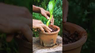 How I Potted Up My Cattleya Orchid! #shorts